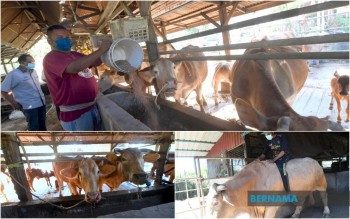 BERNAMA – Peternakan sapi hibrida bisa kurangi ketergantungan daging impor